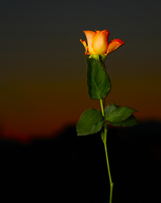 rose vor dem abendhimmel
