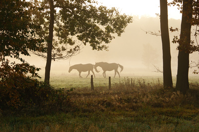 Frühaufsteher Frühaufsteher