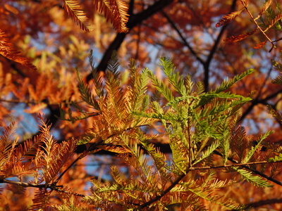 Herbstfarben der Sumpfzypresse