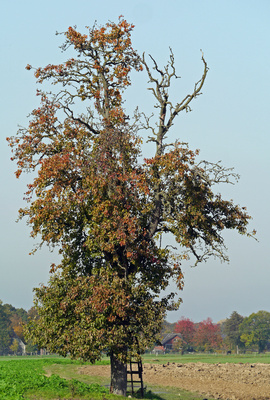 Alter Birnbaum auf freiem Feld