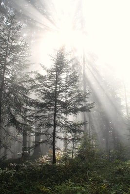 Ein Tag im Nebel 09 - vage Hoffnung