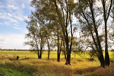 Herbst in den Oderwiesen