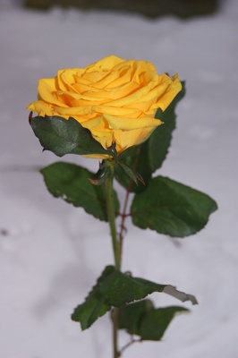 gelbe rose im schnee