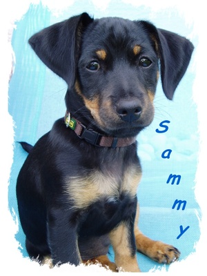 Sammy der Hund