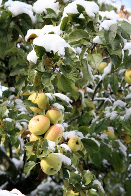 Äpfel am Baum im Schnee