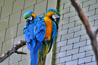 Papageien - Paar
