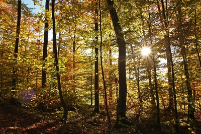 im Herbstwald 2