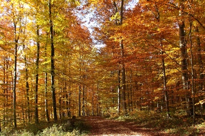 im Herbstwald 3