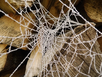 gefrorenes spinnennetz