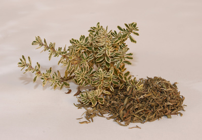 Thymian Thymian