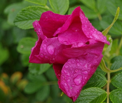 verregnete Rosenblüte rosa