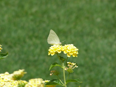 Schmetterling & Blume
