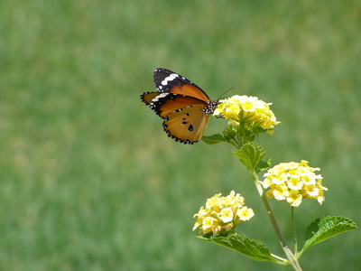 Schmetterling & Blume