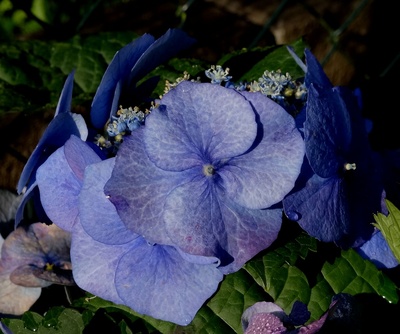 Blaue Blüten im Herbst