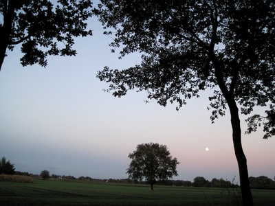 Baum mit Mond