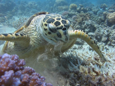 Wasserschildkröte im Anmarsch