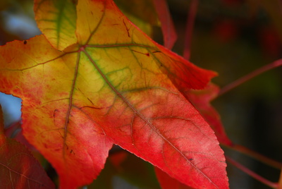 Herbstblatt ganz rot...........