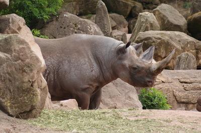 das nashorn