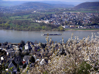 Frühlingsblüten am Rhein