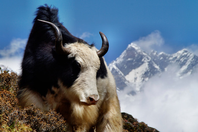 Ein Yak unterm Everest