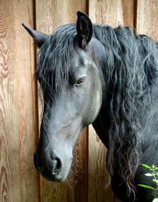 Pferde-Portrait Friese Pferde-Portrait Friese