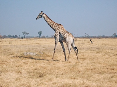 Giraffe im Moremi Game Reserve