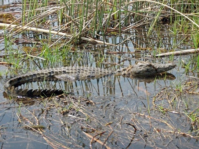 Krokodil im Okavango