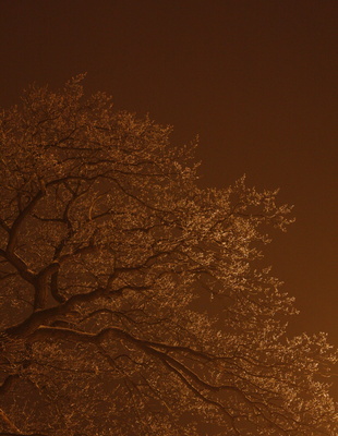 Baum, vereist, Nacht, Winter