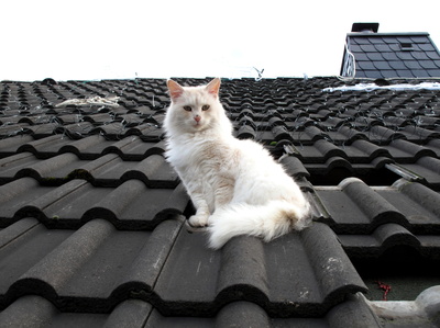 Meine Katze auf dem Dach
