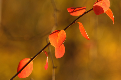 Rote Blätter