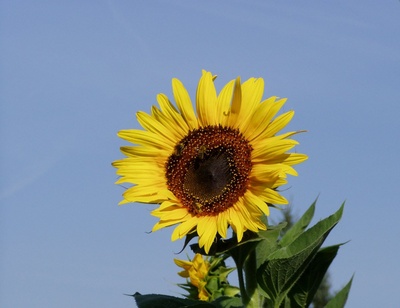 Sonnenblume als Bildschirmhintergrund