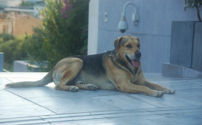 Hund (Akropolis Museum)