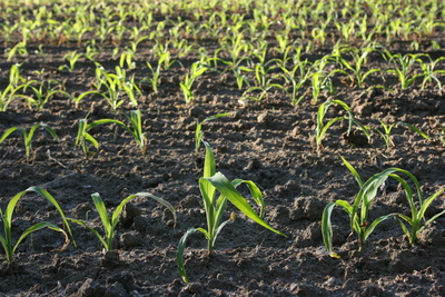 Maisfeld mit jungen Pflanzen