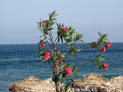Oleander am Meer
