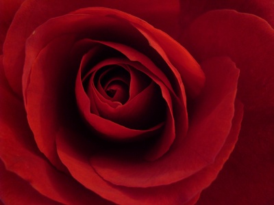 Herz der Rose