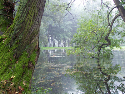 Morgenstimmung am See