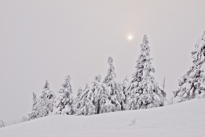 Wintertannen im Dunst