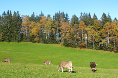 Goldener Herbst auf der Weide