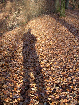 Mein Schatten im Wald läuft