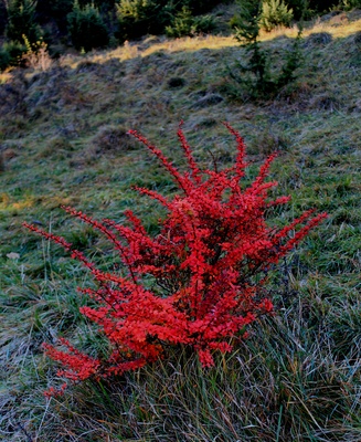 Roter Busch am Wanderweg