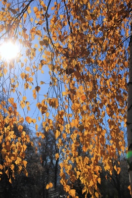 Birkenblätter in der Novembersonne