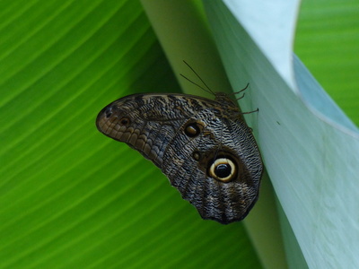 Schmetterling mit Auge
