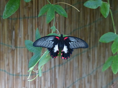 rot-Schwarzer Schmetterling an Blatt