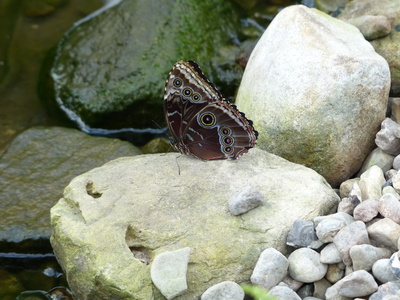 brauner Schmetterling auf Stein