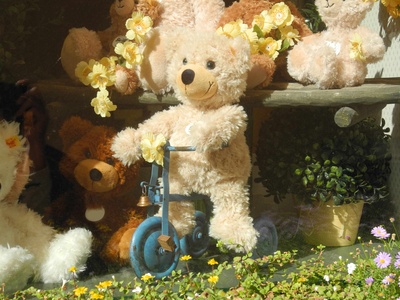 Teddy (2)