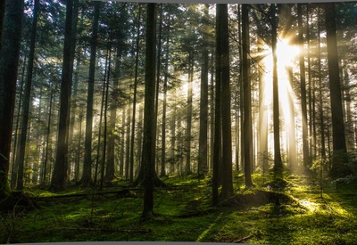 Morgensonne mit Herbstnebel im Wald 2