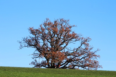 Herbstbaum