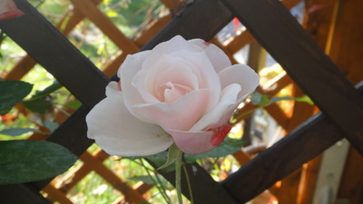 Rosenblüte rosé