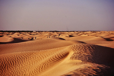die Wüste lebt