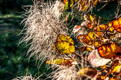 Herbstliche Tamarisken im Karst